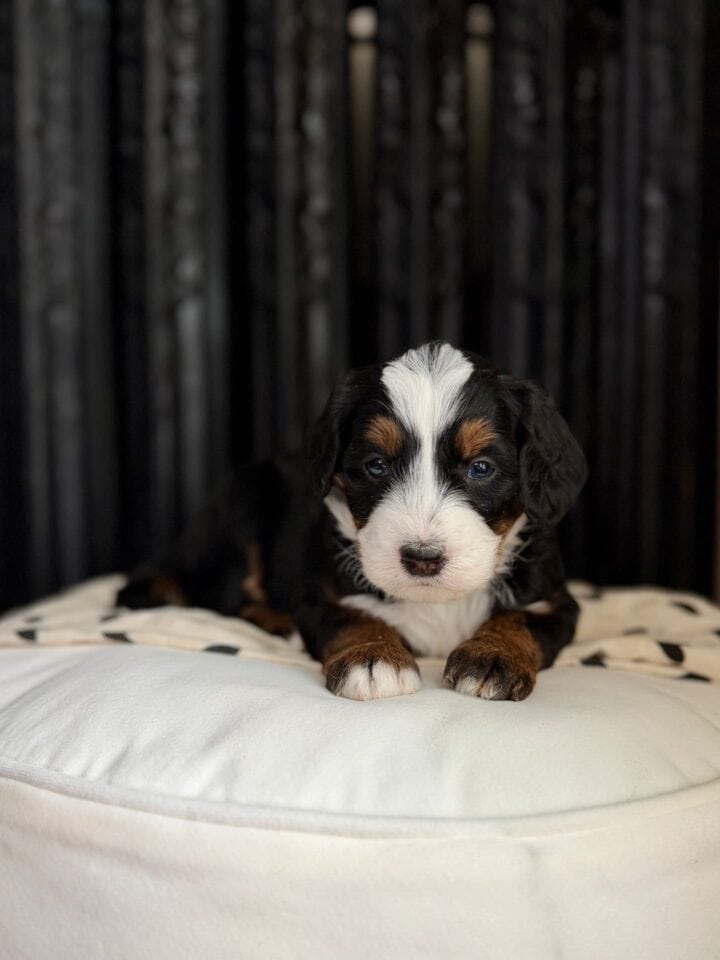 bernedoodle puppy