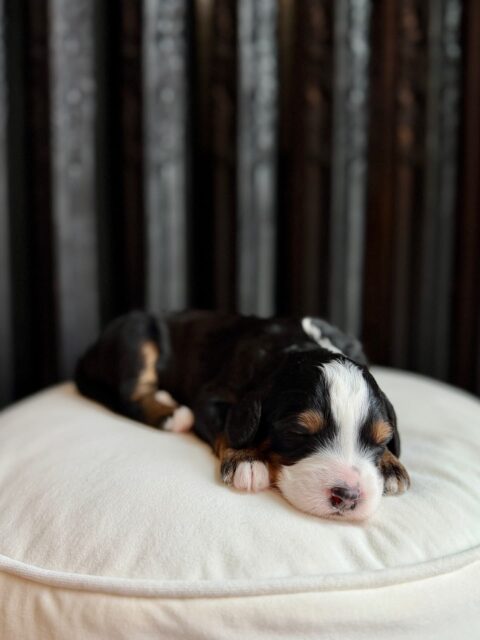 bernedoodle puppy