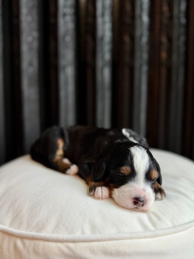 bernedoodle puppy