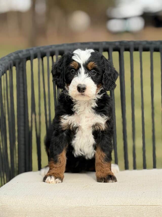 bernedoodle puppy