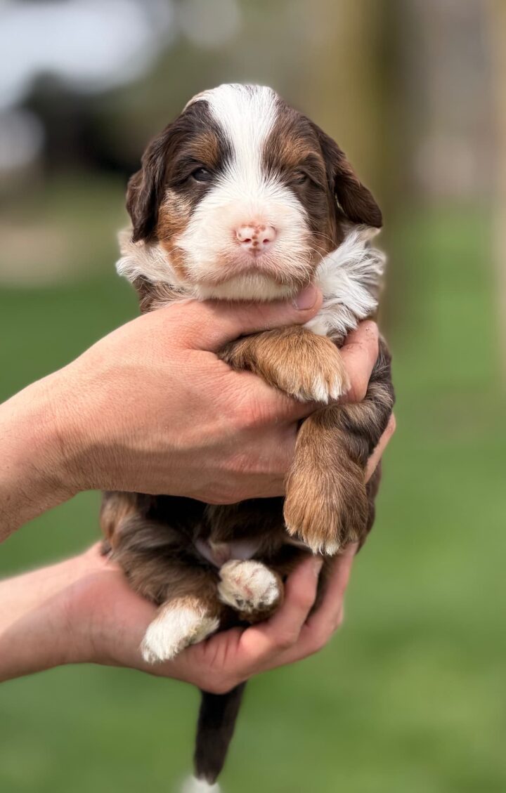 bernedoodle puppy