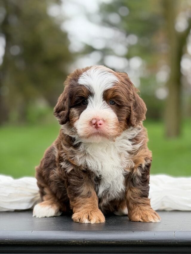 bernedoodle puppy