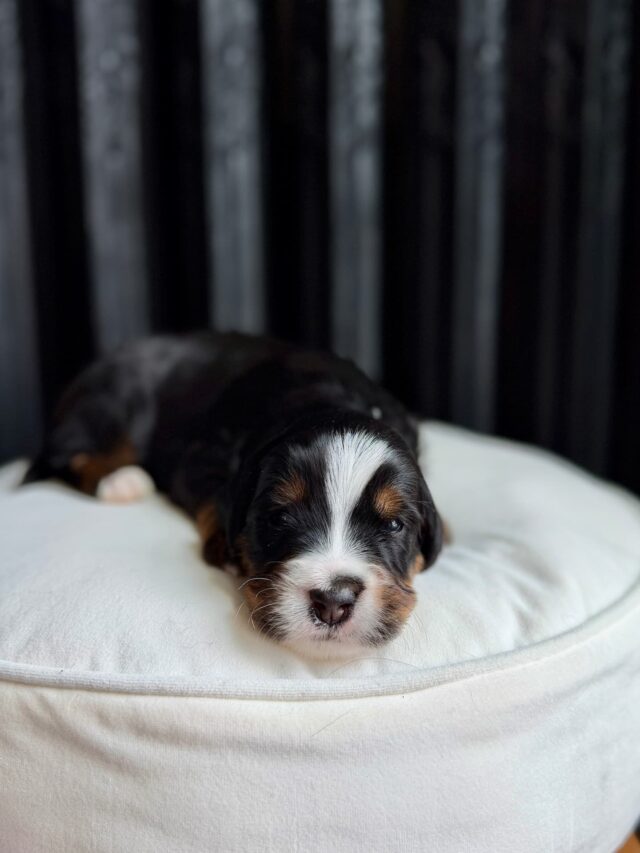 bernedoodle puppy