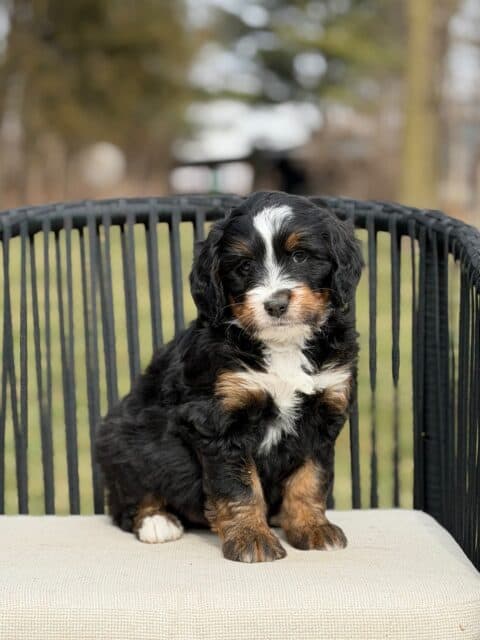 bernedoodle puppy