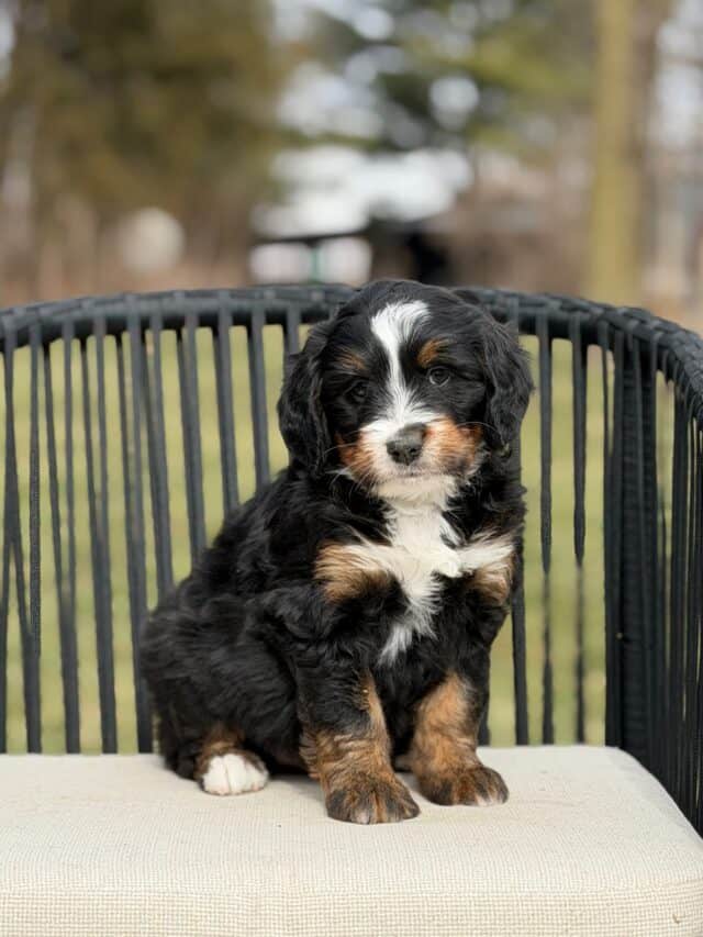bernedoodle puppy