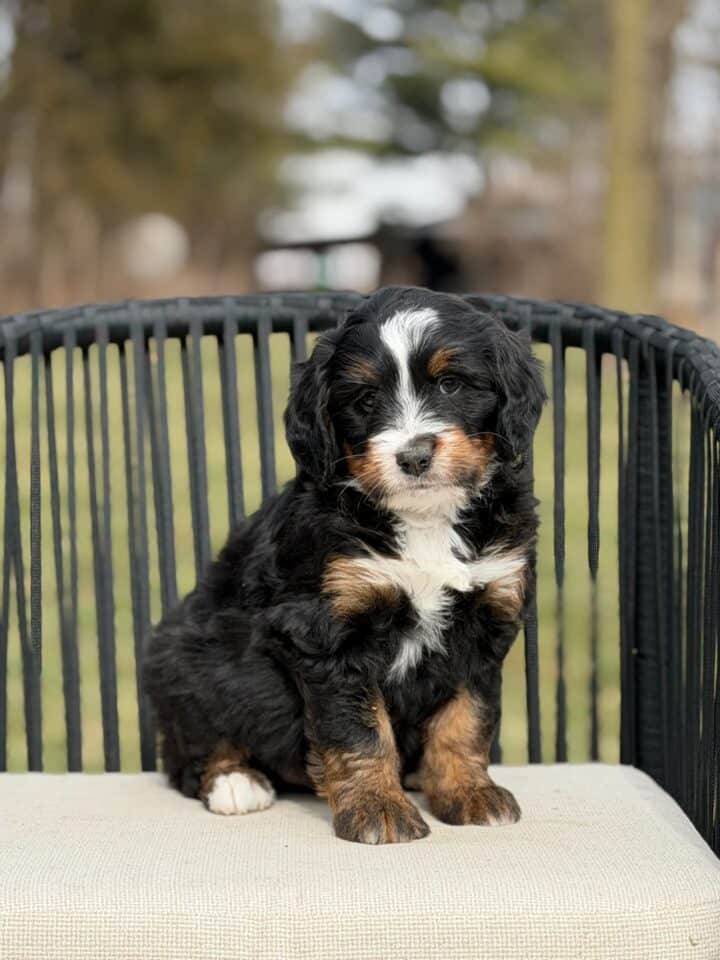 bernedoodle puppy