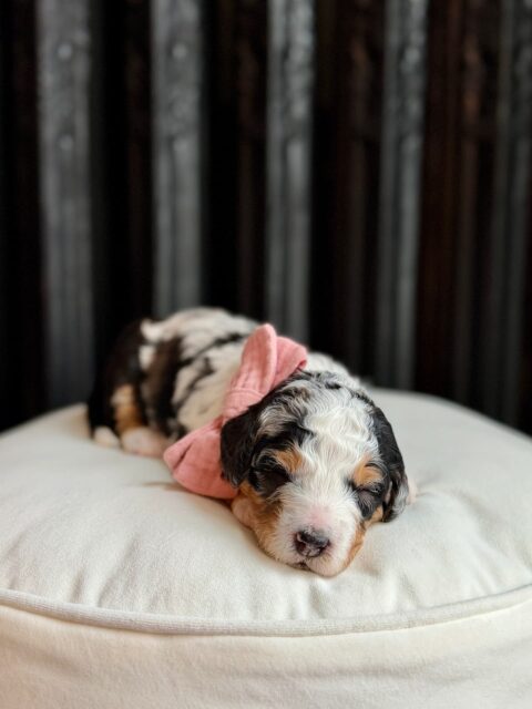 bernedoodle puppy