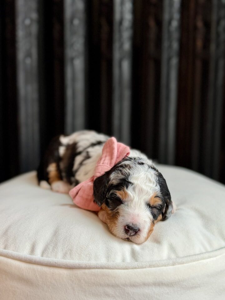 bernedoodle puppy