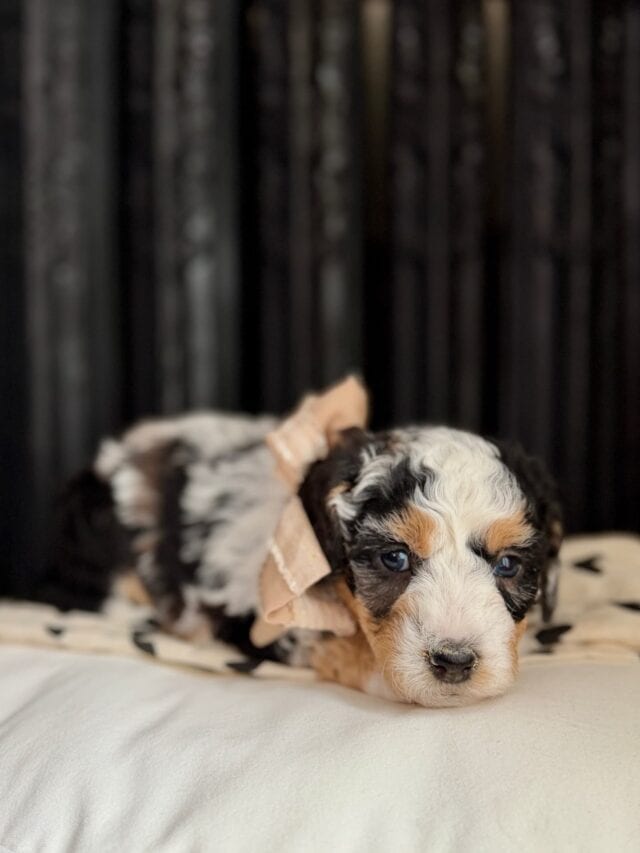 bernedoodle puppy