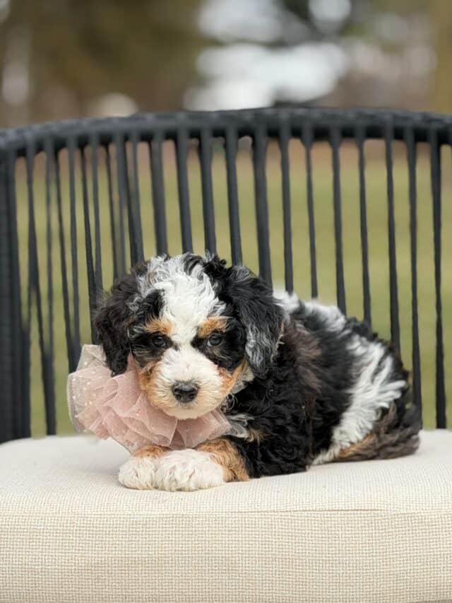 bernedoodle puppy