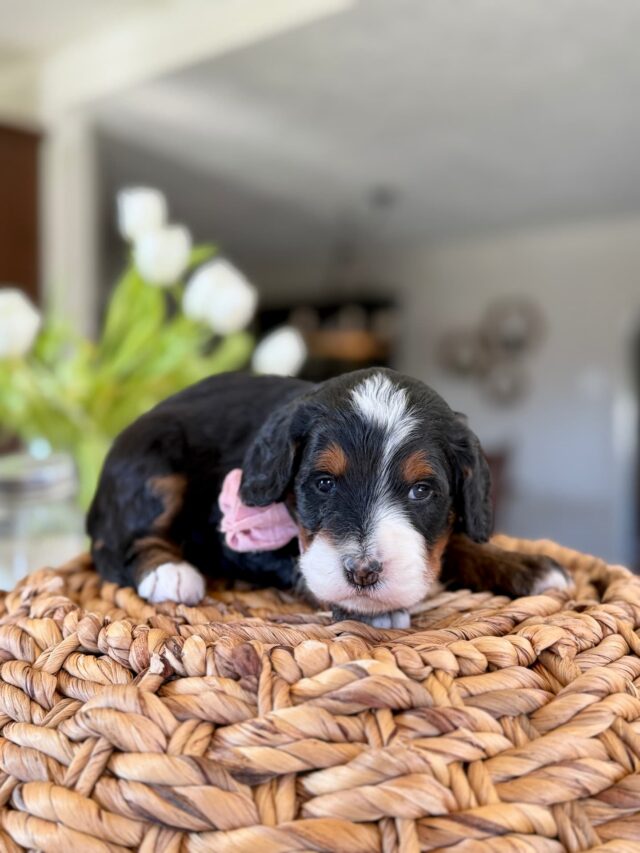 bernedoodle puppy