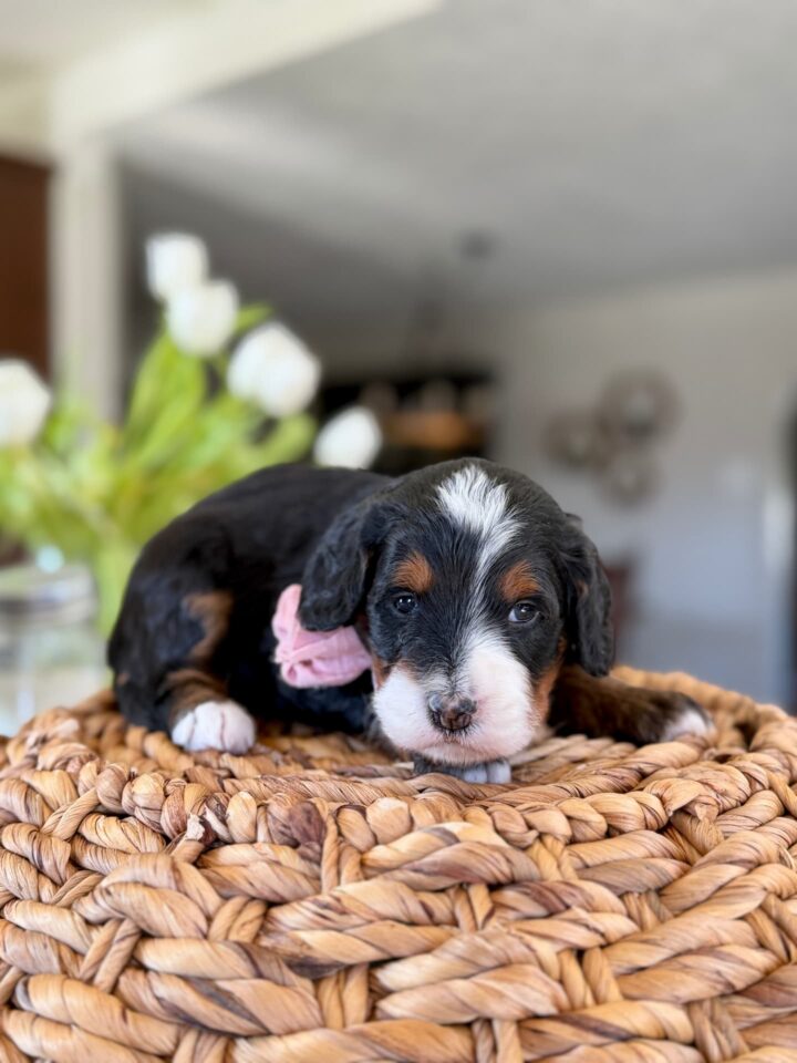 bernedoodle puppy