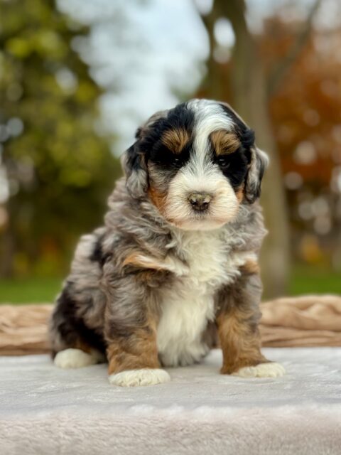 bernedoodle puppy
