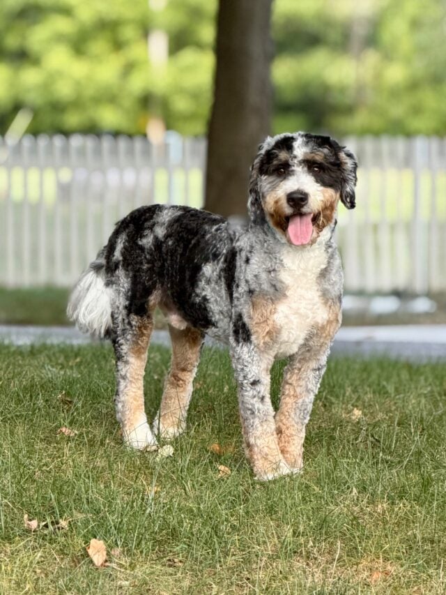 bernedoodle dad
