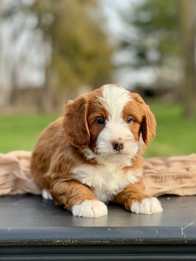 bernedoodle puppy