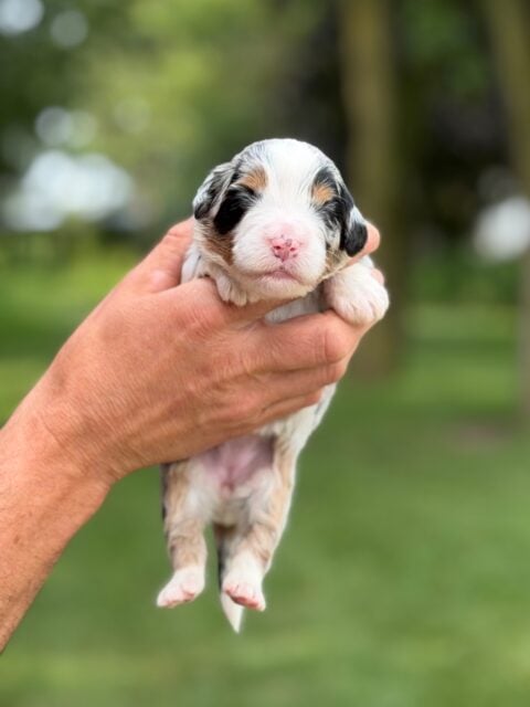 bernedoodle puppy