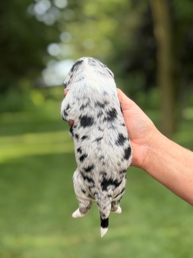 bernedoodle puppy