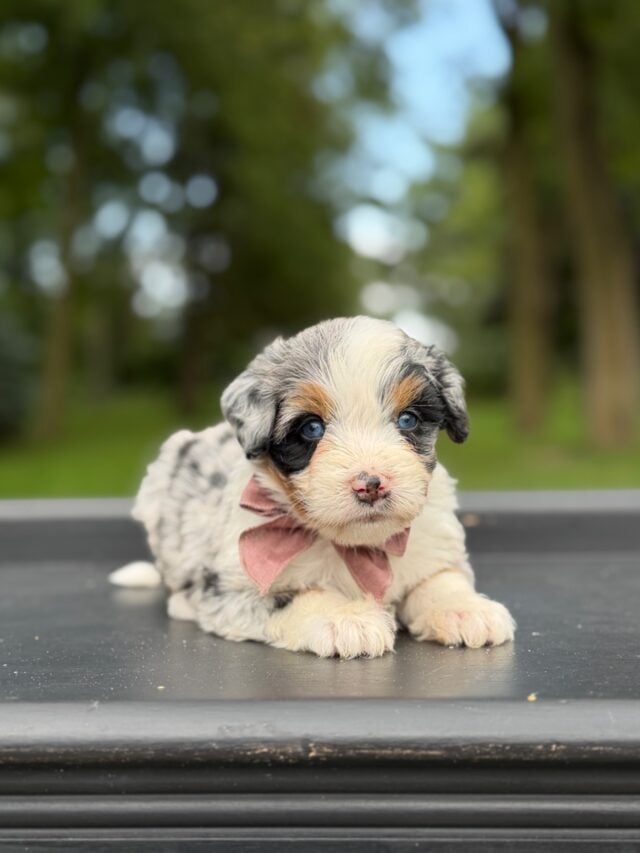 bernedoodle puppy