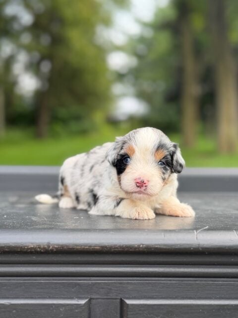bernedoodle puppy