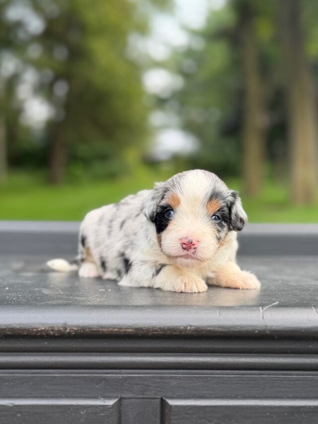 bernedoodle puppy