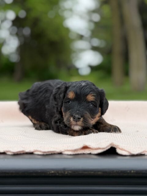 bernedoodle puppy