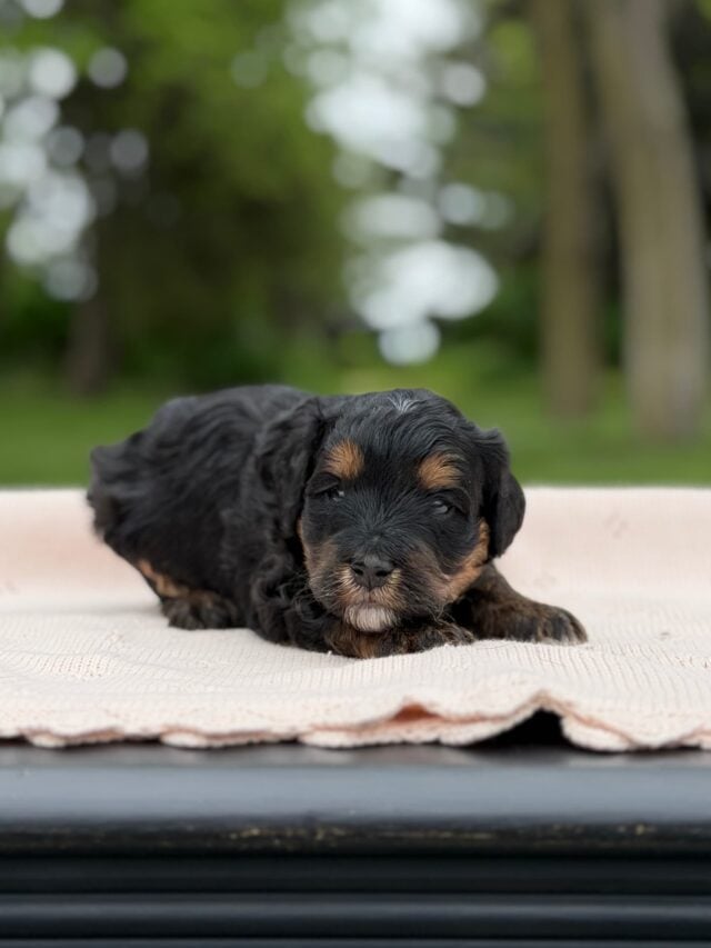bernedoodle puppy