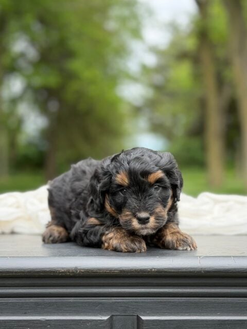 bernedoodle puppy
