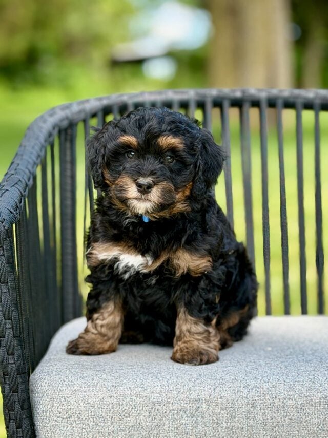 bernedoodle puppy