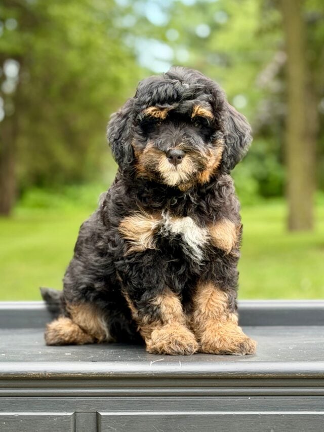 bernedoodle puppy