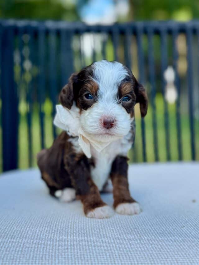 bernedoodle puppy