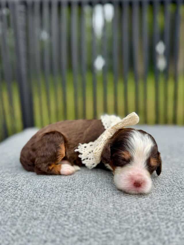 chocolate bernedoodle puppy