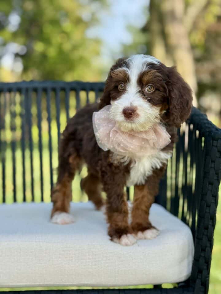 bernedoodle puppy
