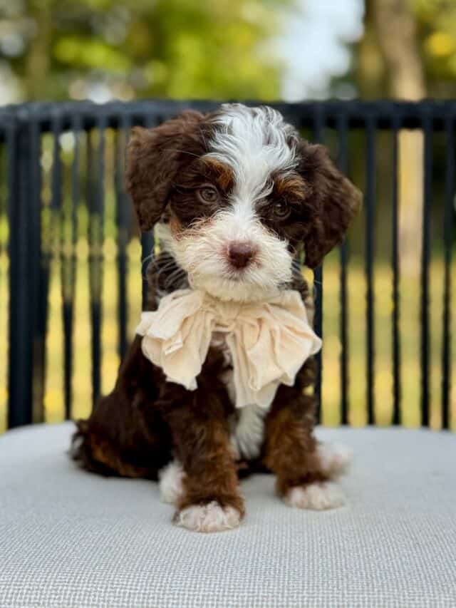 bernedoodle puppy