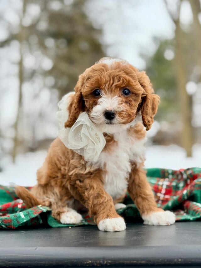 goldendoodle puppy