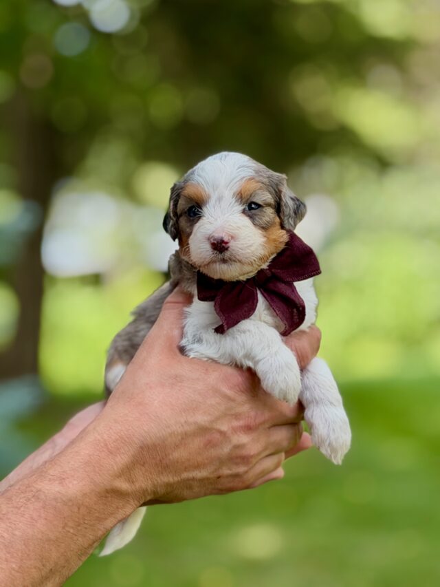 bernedoodle puppy