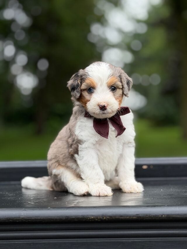 bernedoodle puppy