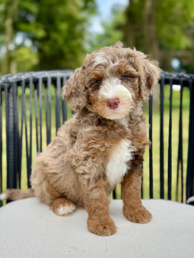bernedoodle puppy