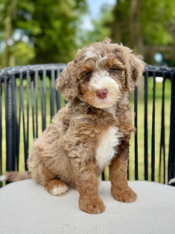 bernedoodle puppy