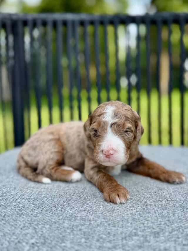 chocolate bernedoodle puppy