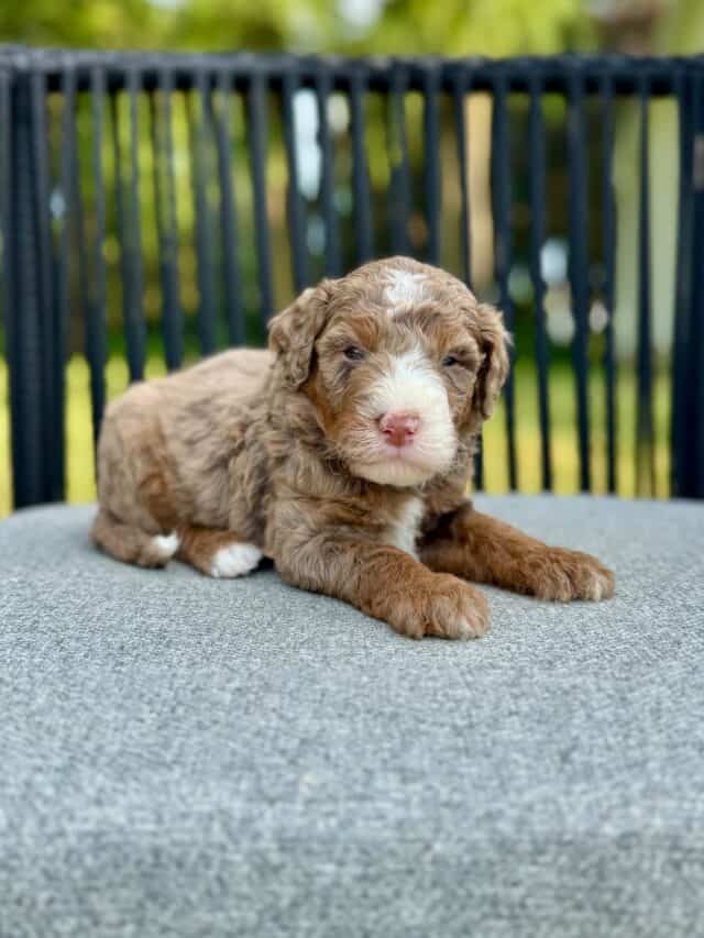 bernedoodle puppy