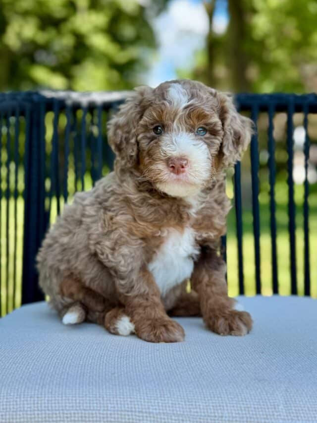 bernedoodle puppy