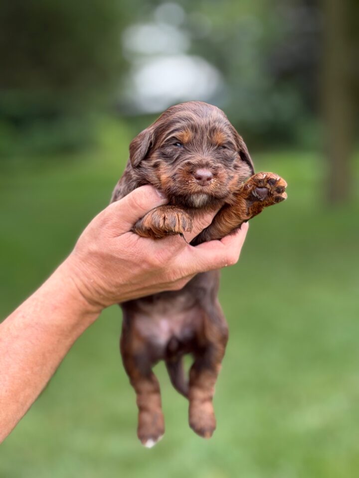 bernedoodle puppy