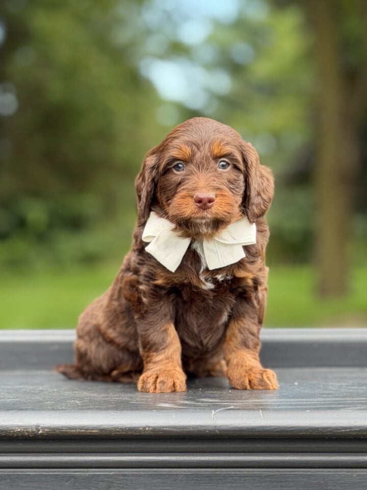 bernedoodle puppy