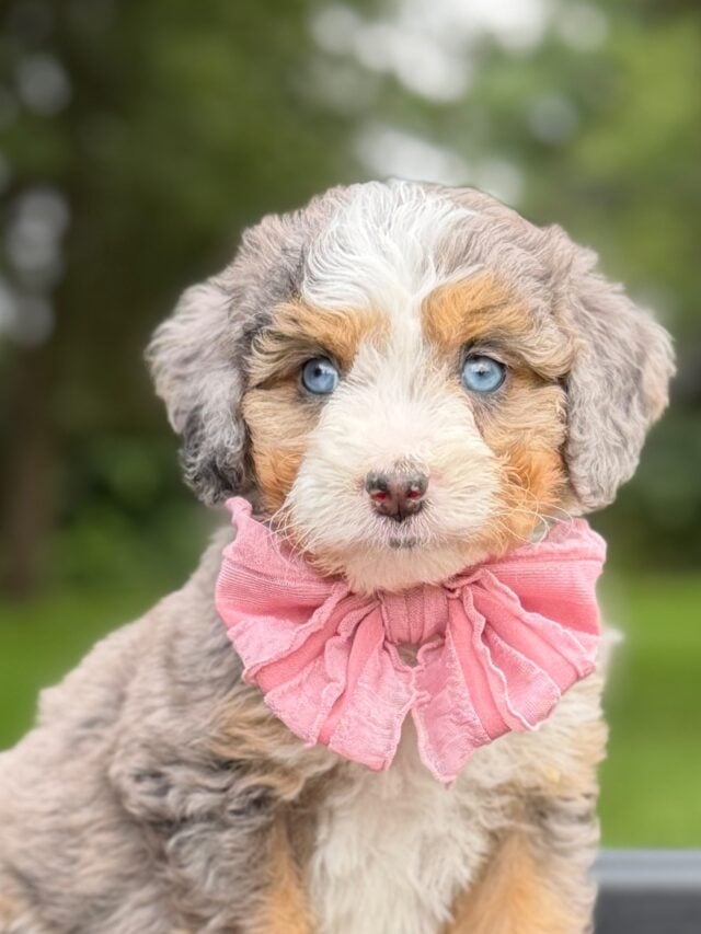 bernedoodle puppy