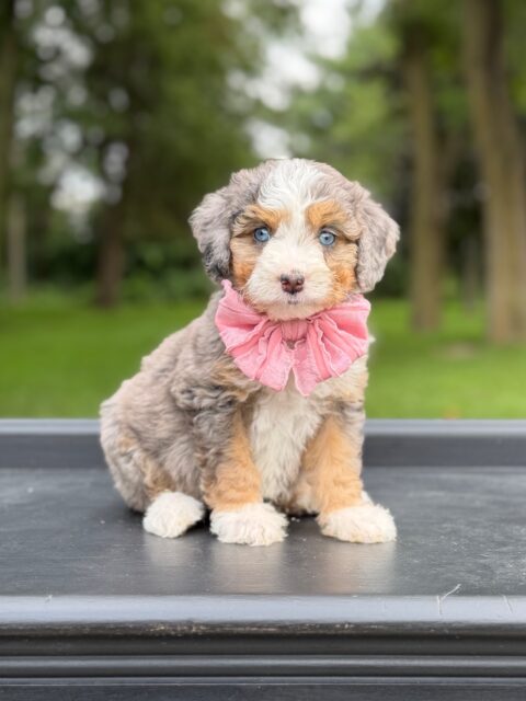 bernedoodle puppy
