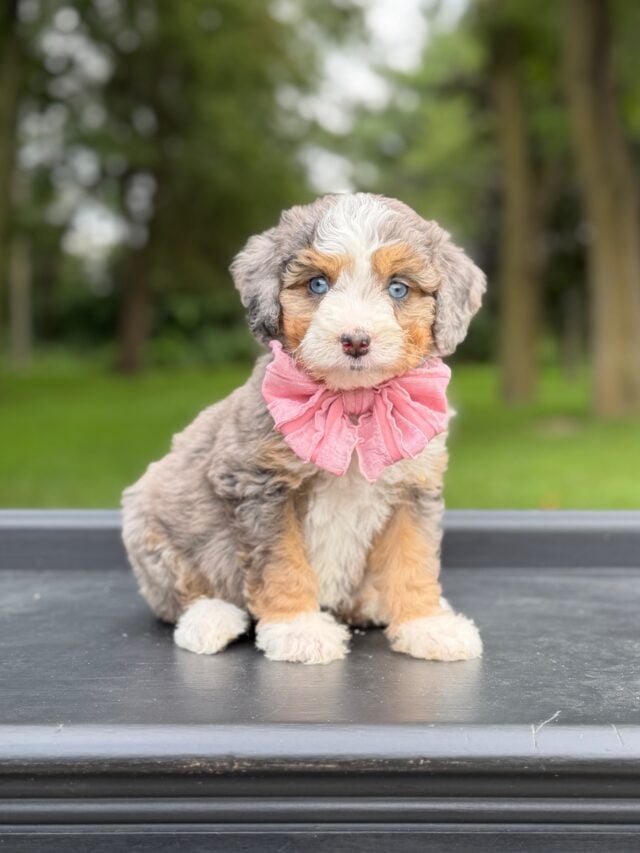 bernedoodle puppy