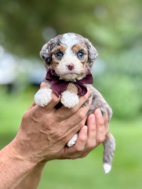bernedoodle puppy