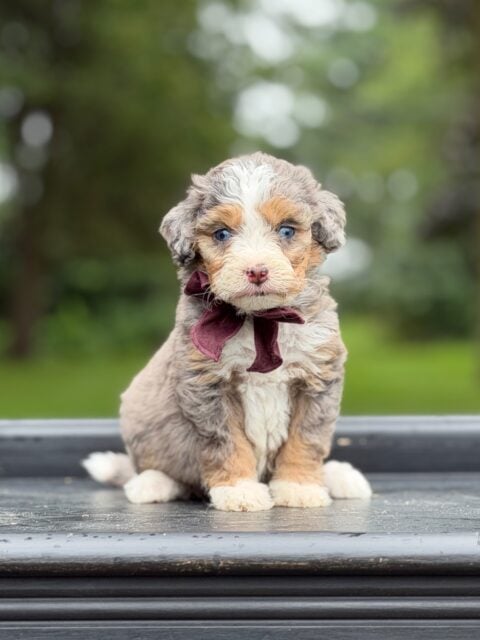 bernedoodle puppy