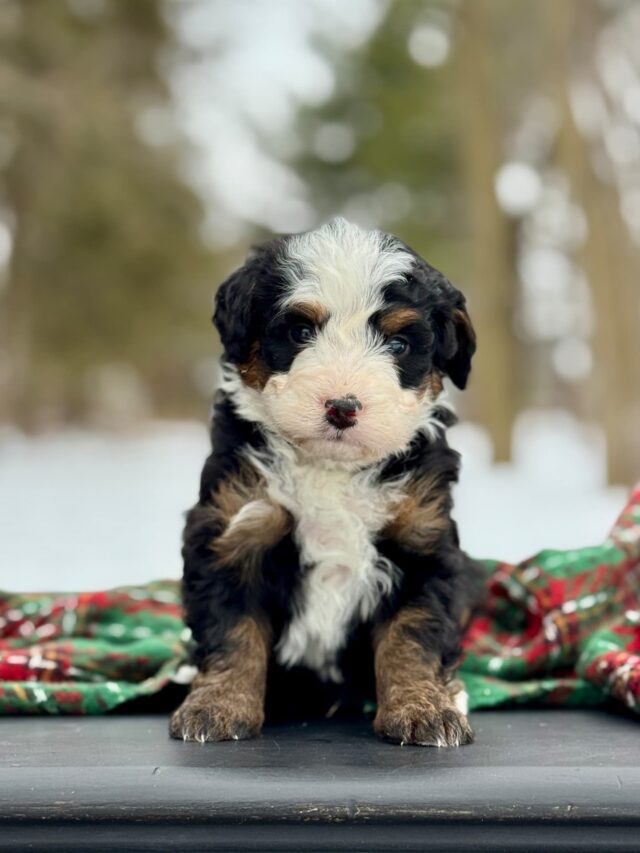 bernedoodle puppy