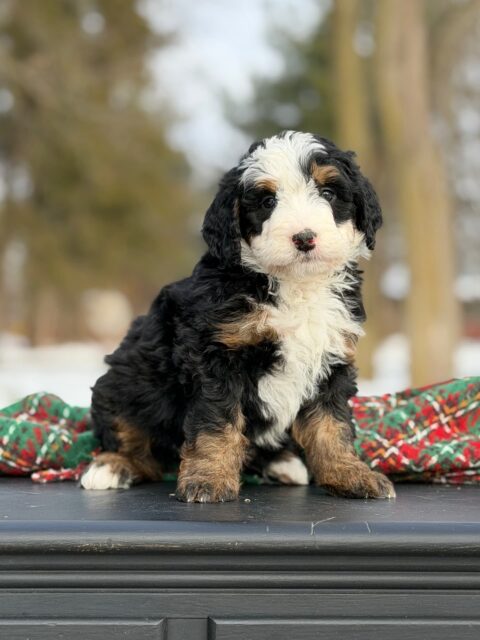 bernedoodle puppy